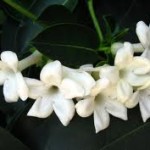 Jasmin