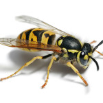 wasp