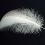 angelfeather