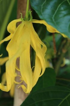 ylang ylang flower